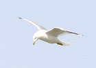 IcelandGull